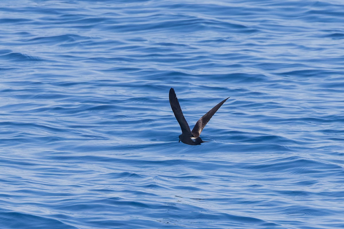 Leach's/Townsend's Storm-Petrel (white-rumped) - Mike Andersen