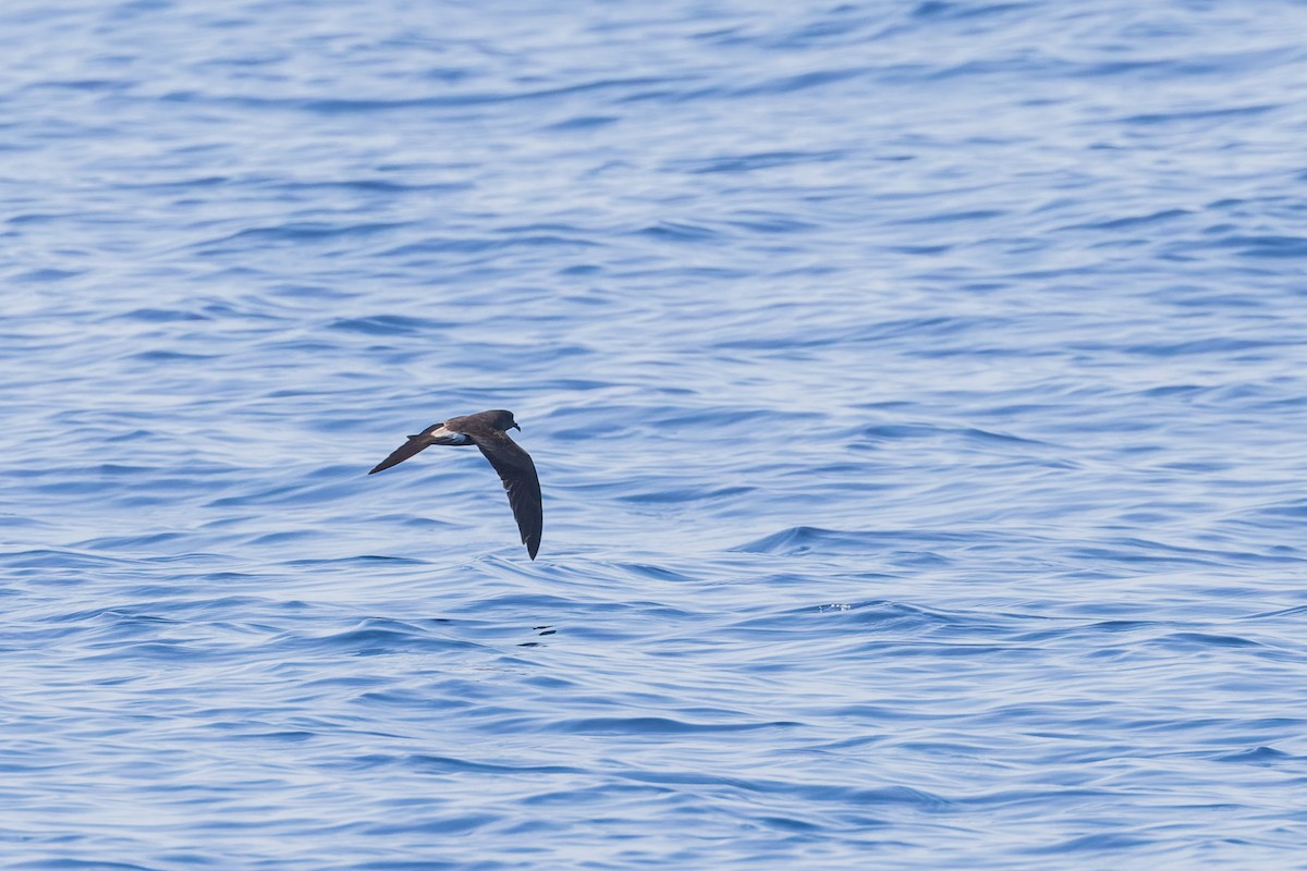 Leach's/Townsend's Storm-Petrel (white-rumped) - Mike Andersen