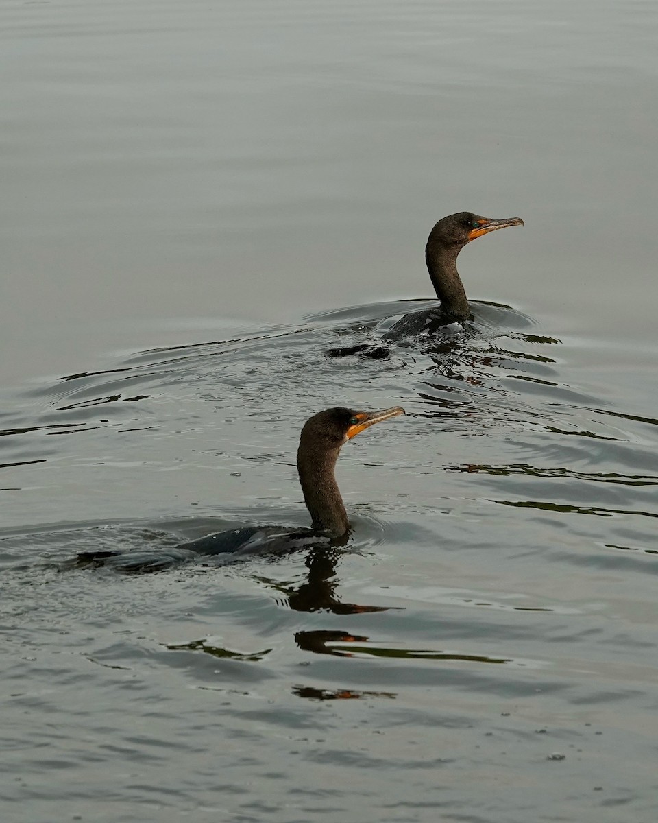 Double-crested Cormorant - Hisao Yatsuhashi