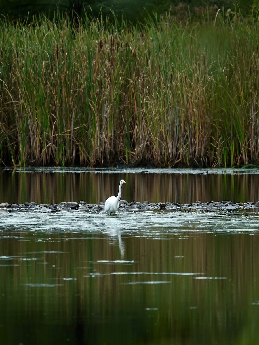 Great Egret - ML624036671