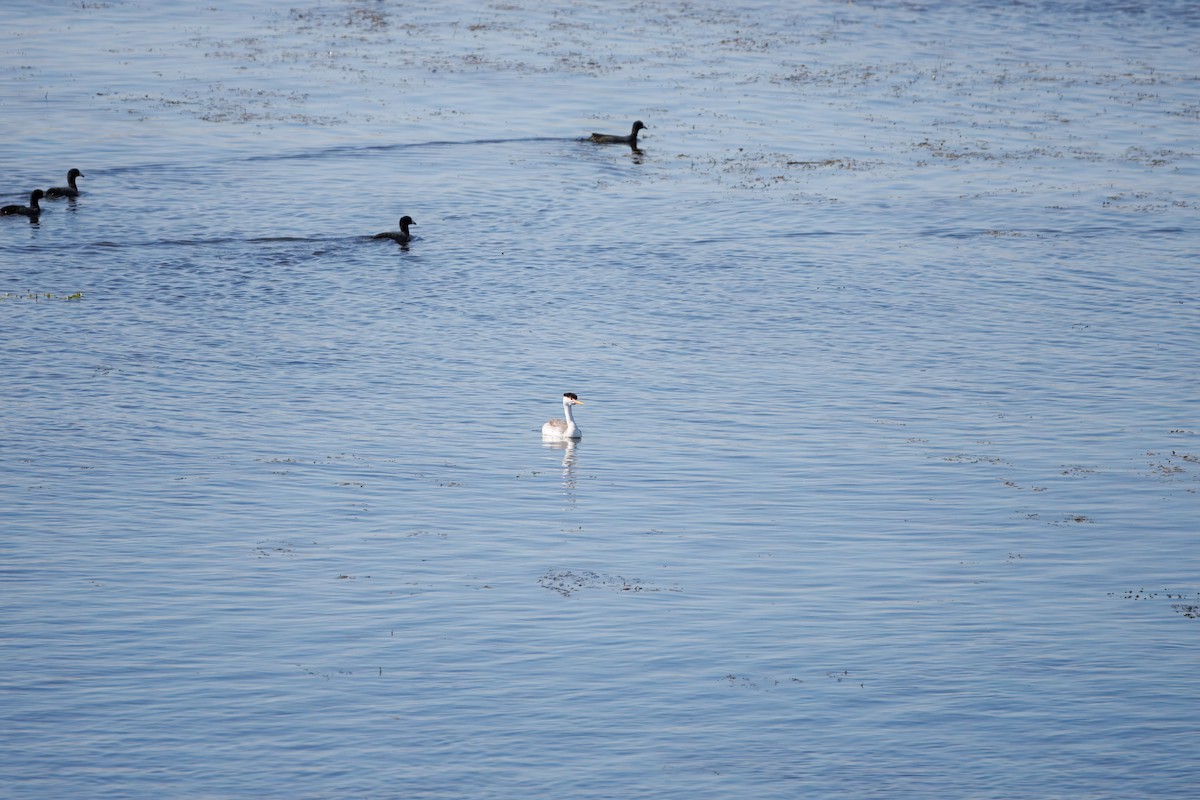 Clark's Grebe - ML624036683