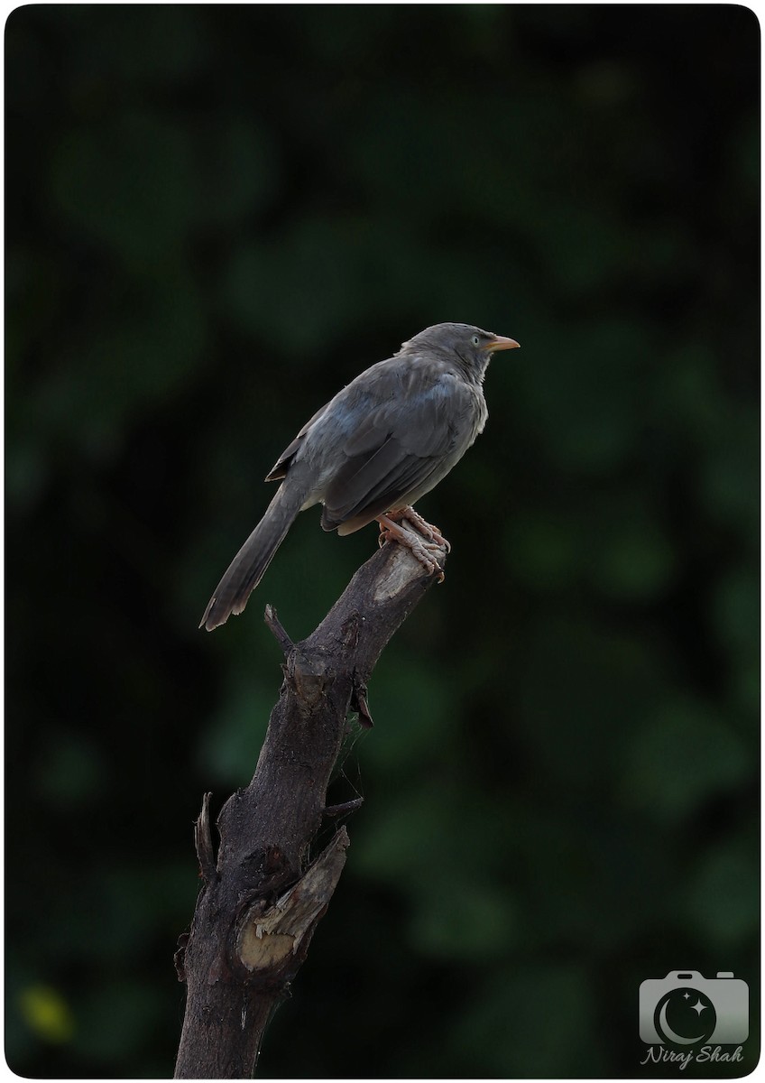 Yellow-eyed Babbler - ML624036686