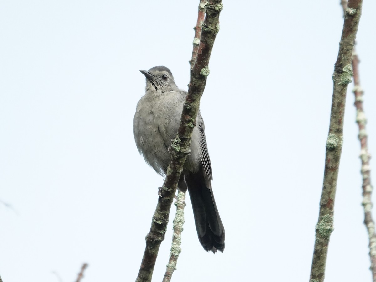 Gray Catbird - ML624036695