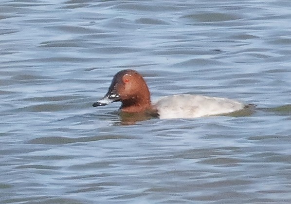 Common Pochard - ML624036697