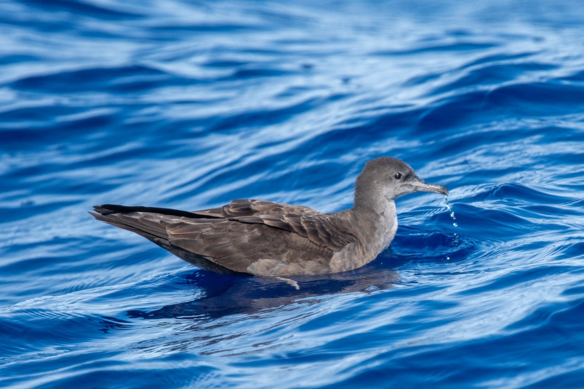 Wedge-tailed Shearwater - ML624036712