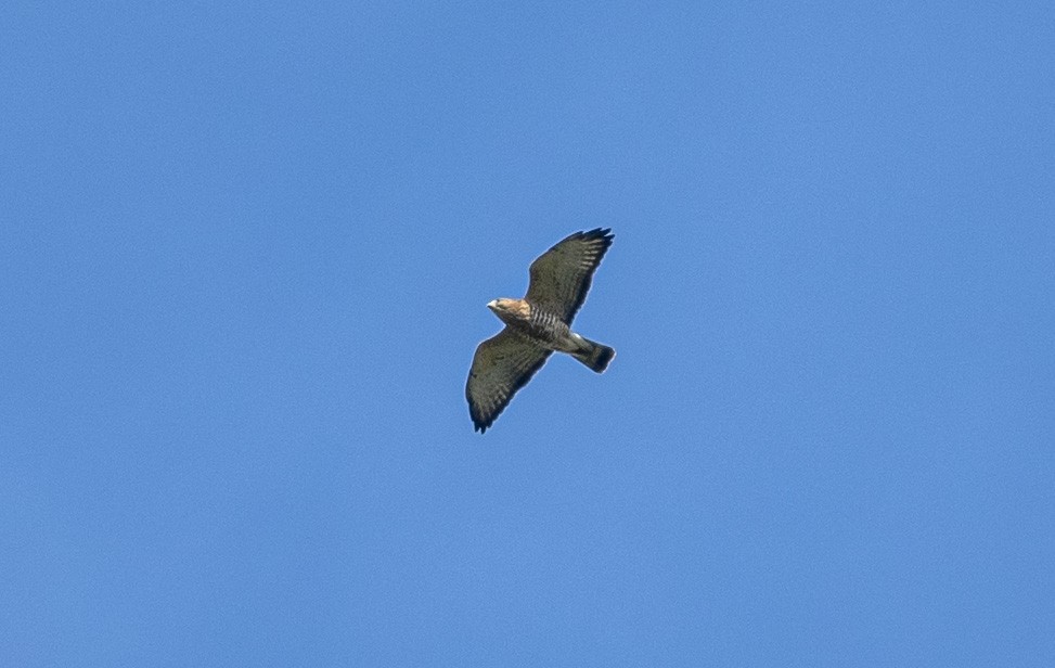 Broad-winged Hawk - ML624036737