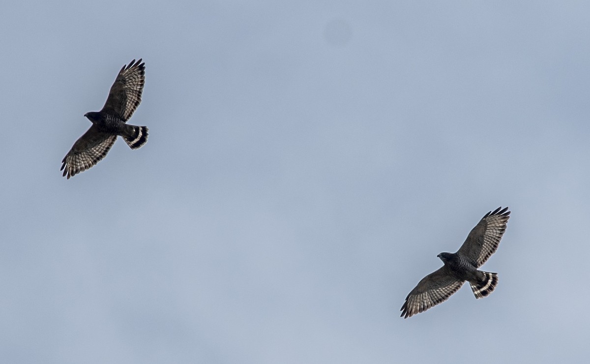 Broad-winged Hawk - ML624036739