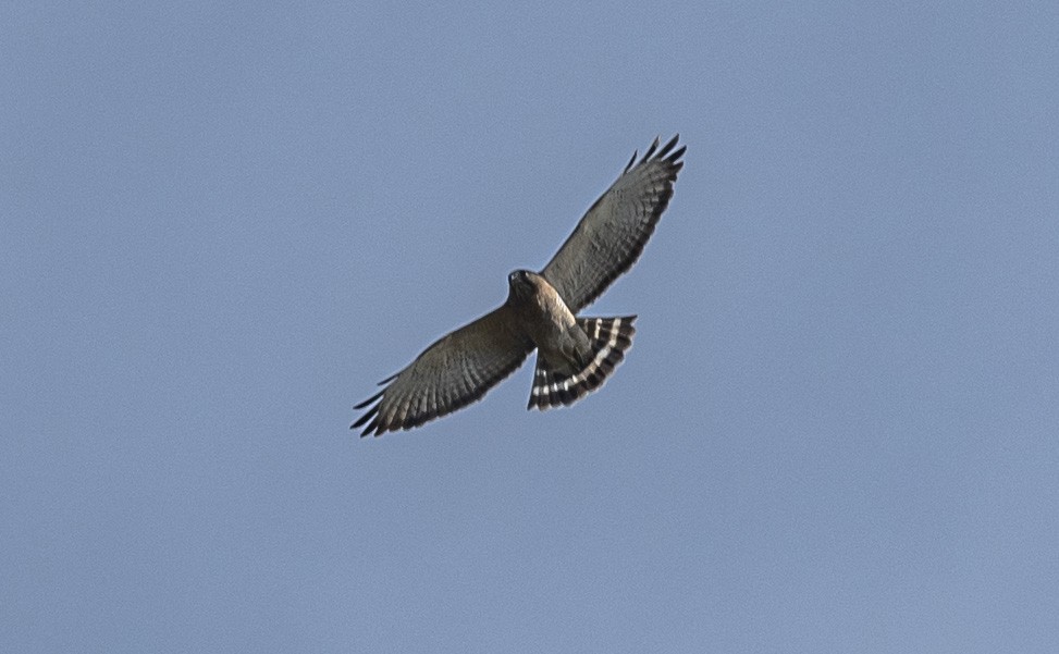 Broad-winged Hawk - ML624036750