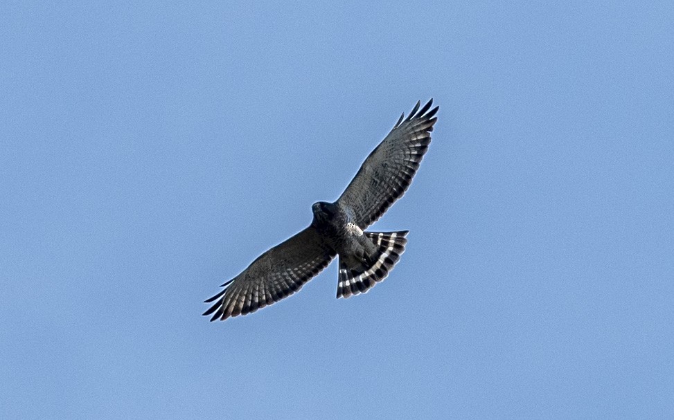 Broad-winged Hawk - ML624036751