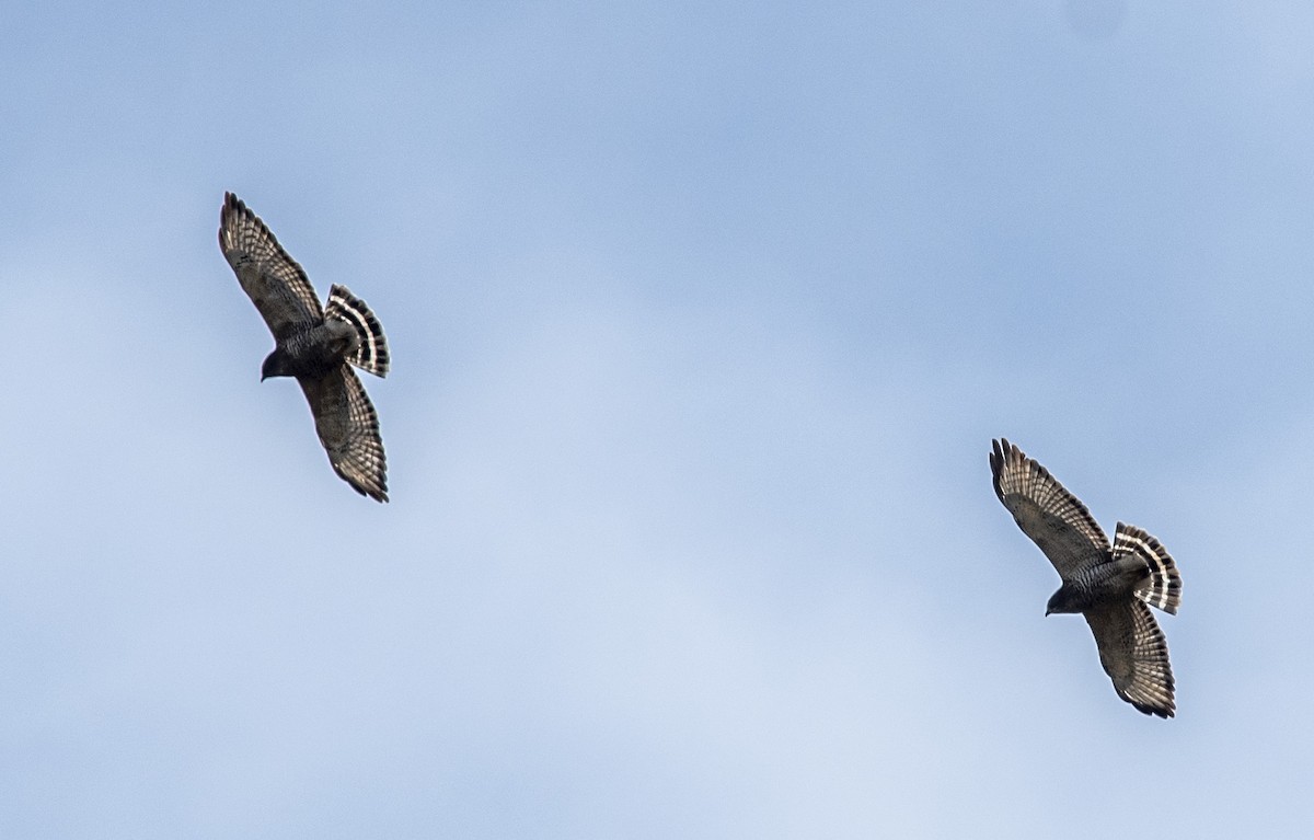 Broad-winged Hawk - ML624036753