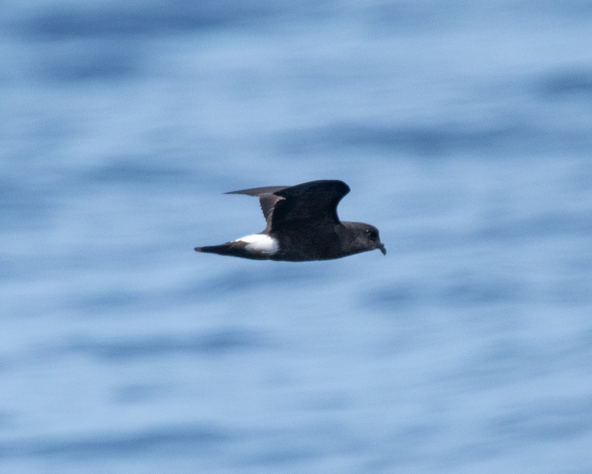 Band-rumped Storm-Petrel - ML624036788