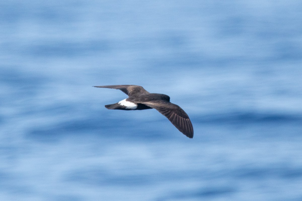 Band-rumped Storm-Petrel - ML624036793