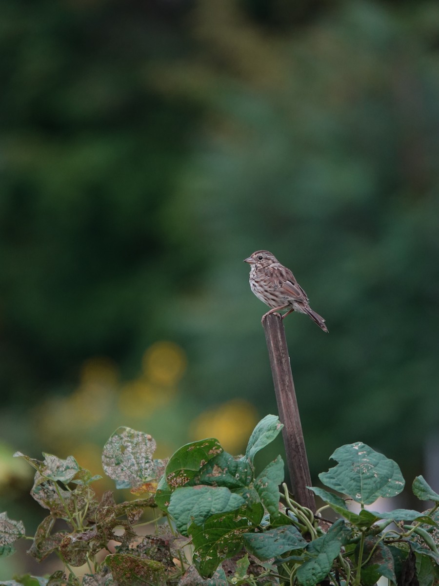 Song Sparrow - ML624036797