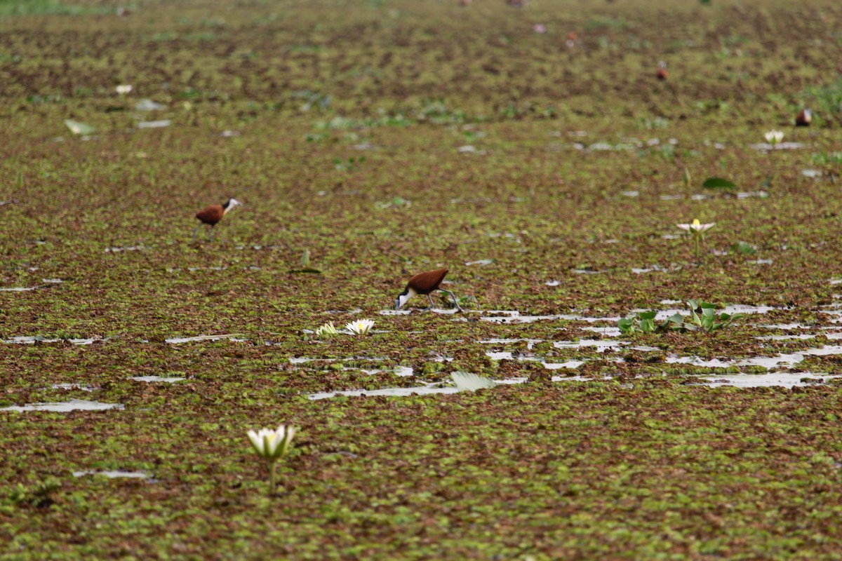 African Jacana - ML624036827