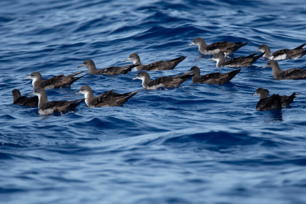 Wedge-tailed Shearwater - ML624036839