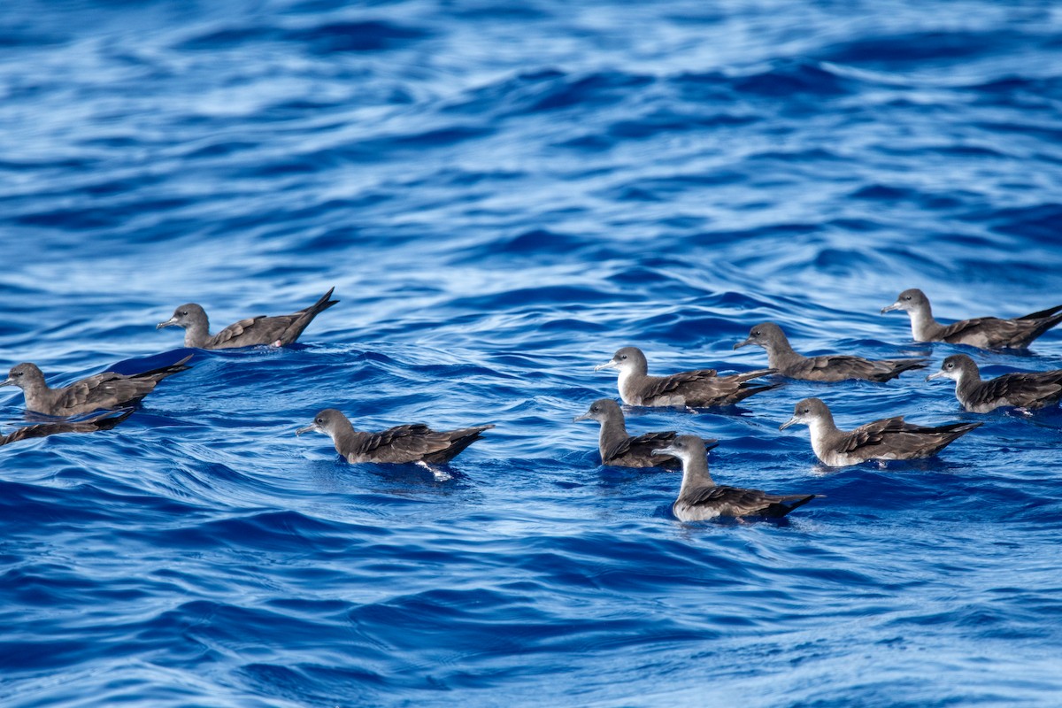 Wedge-tailed Shearwater - ML624036842