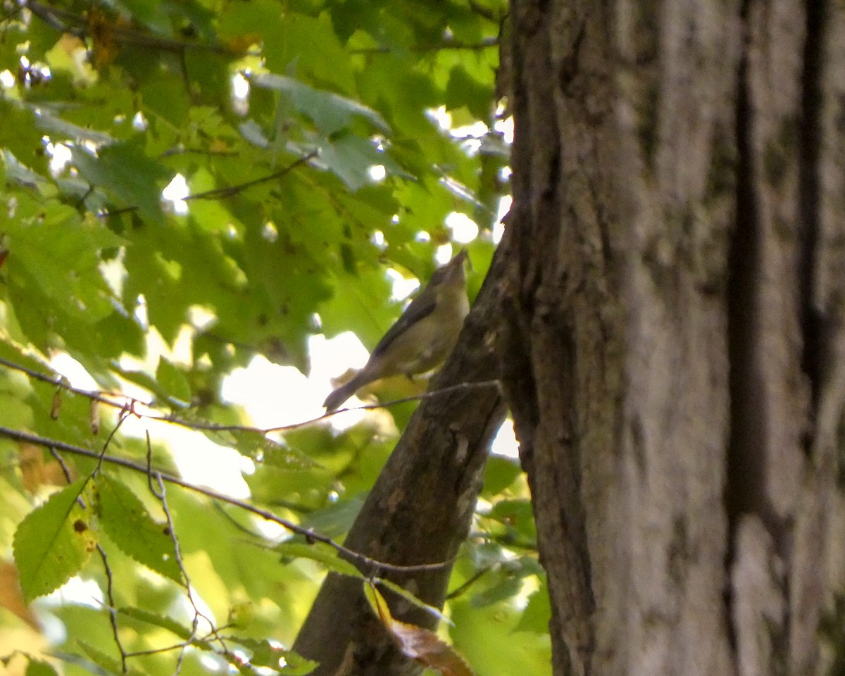 Black-throated Blue Warbler - ML624036844