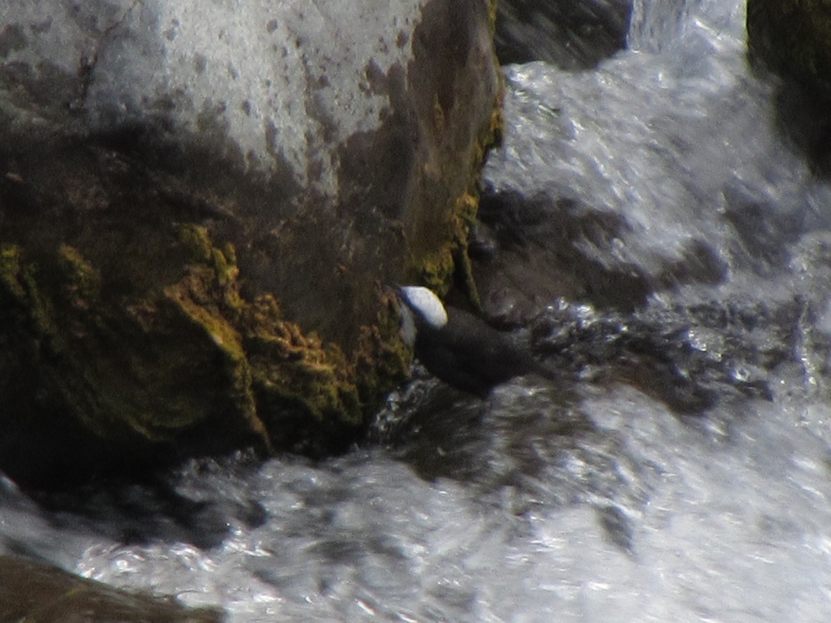 White-capped Dipper - ML624036847