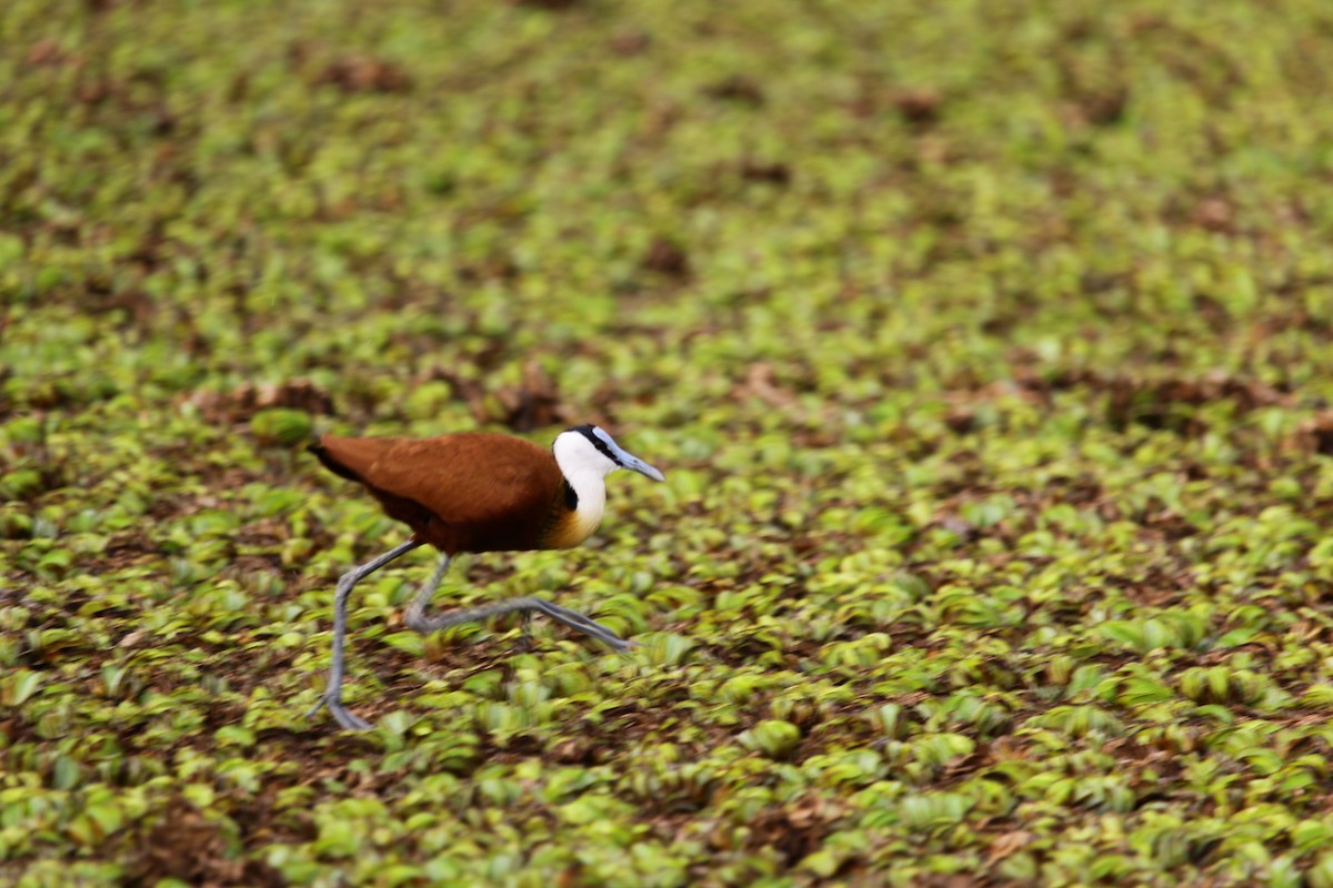 African Jacana - ML624036848