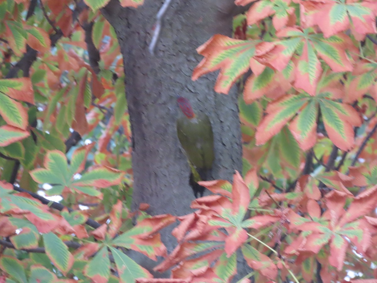 Iberian Green Woodpecker - ML624036850