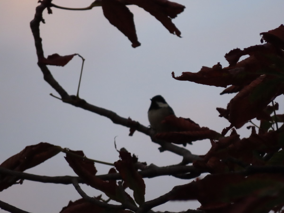 Coal Tit - ML624036868