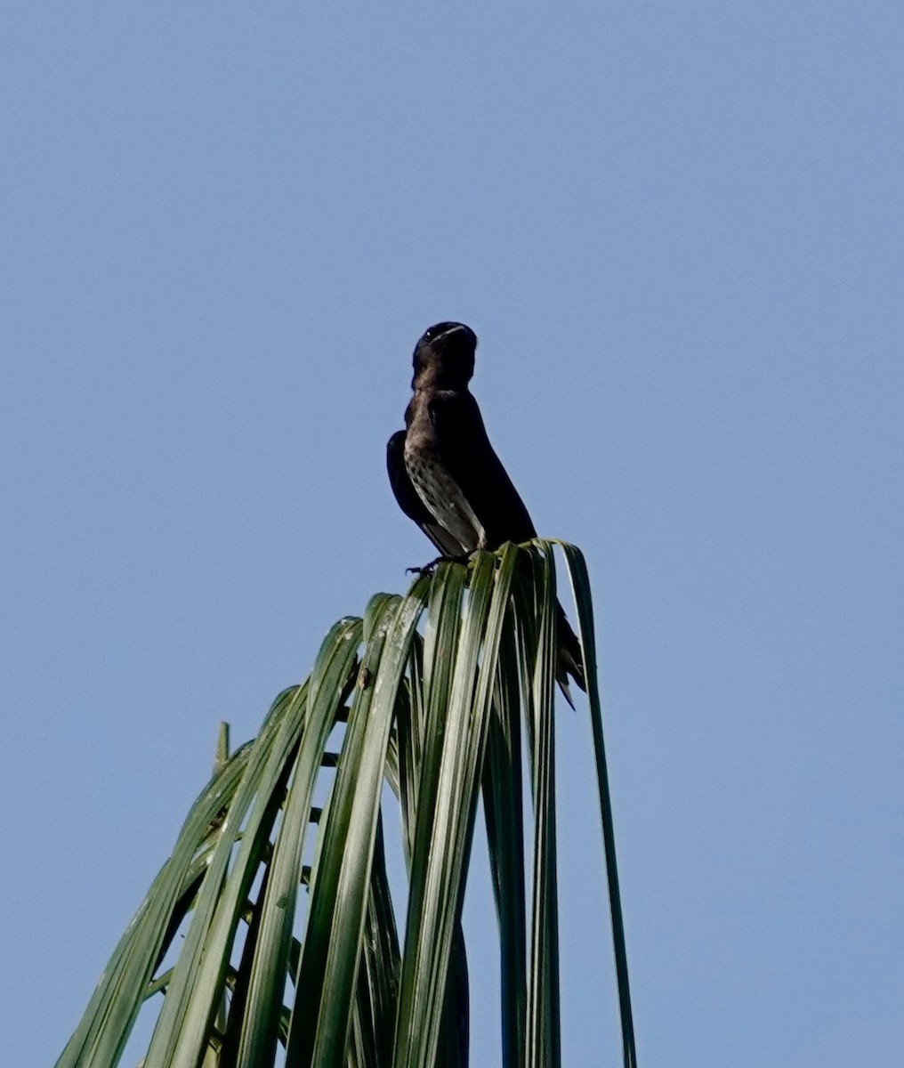 Gray-breasted Martin - ML624036871