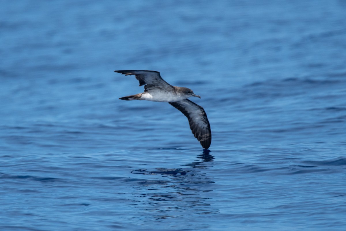 Wedge-tailed Shearwater - ML624036879