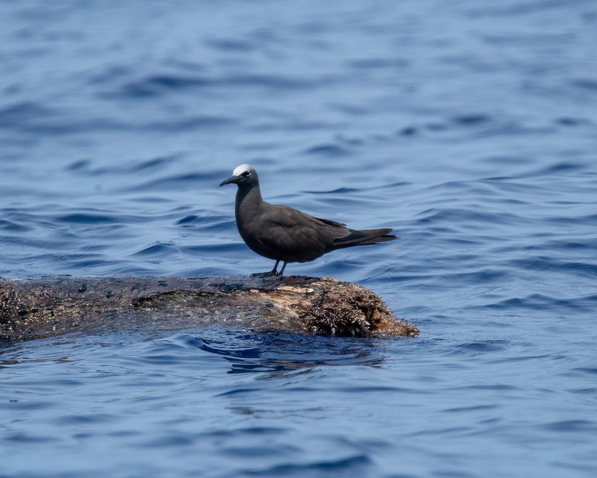 Brown Noddy - ML624036885