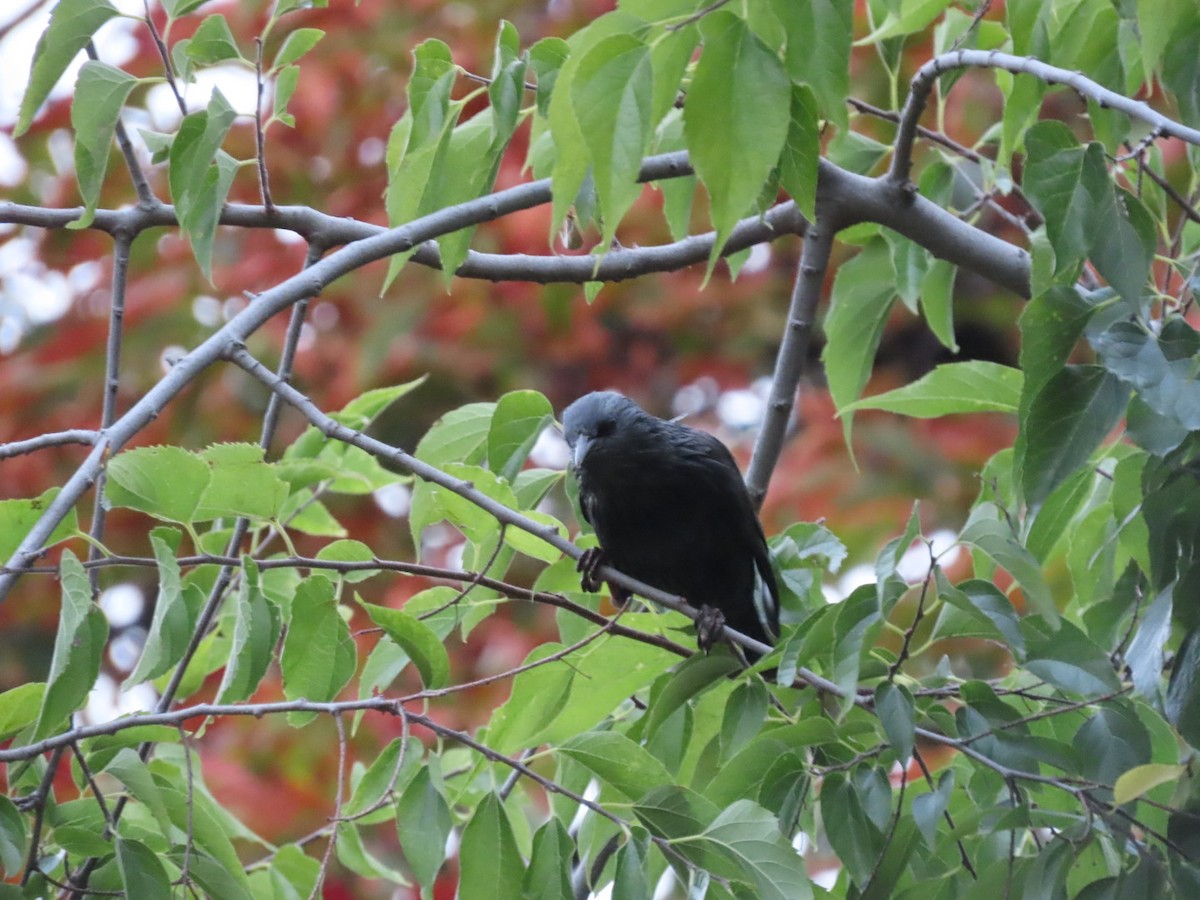 Spotless Starling - ML624036886