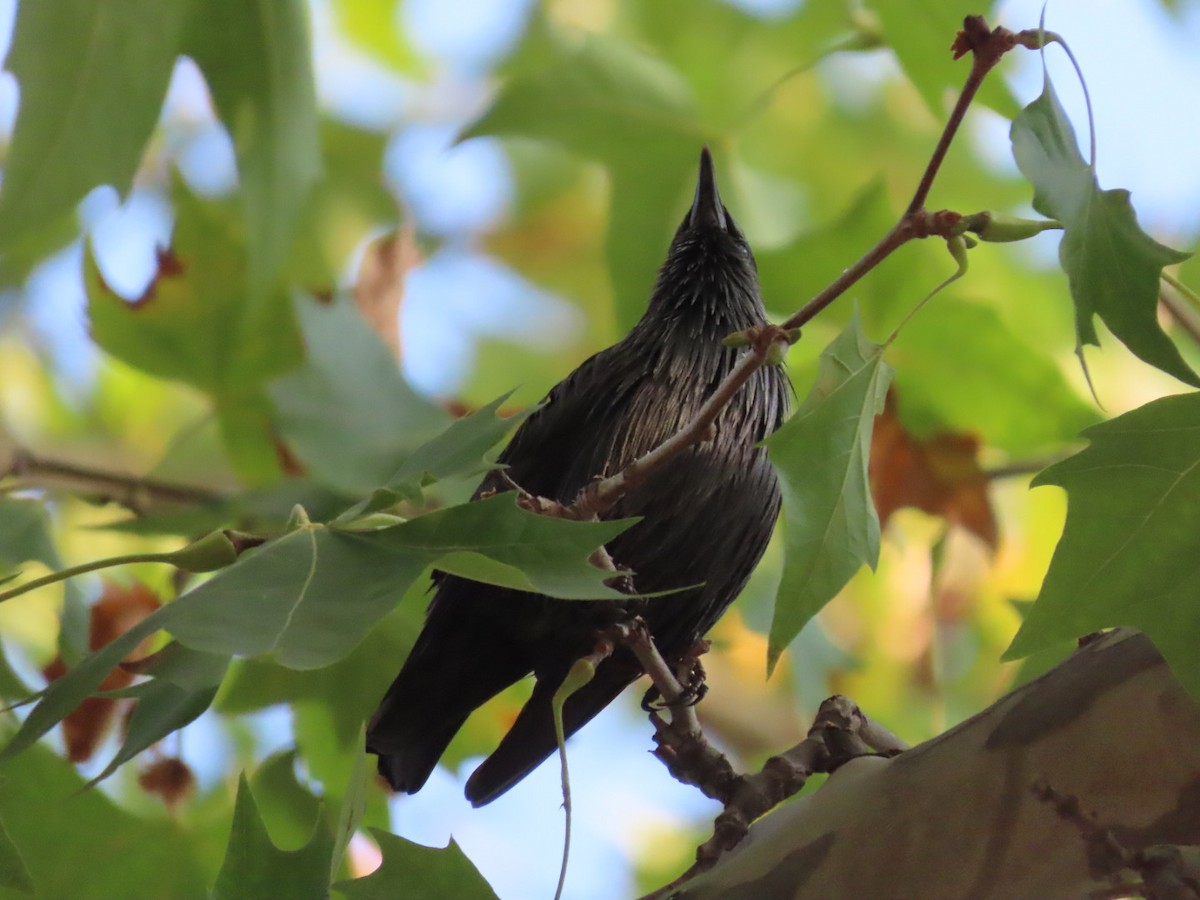 Spotless Starling - ML624036887