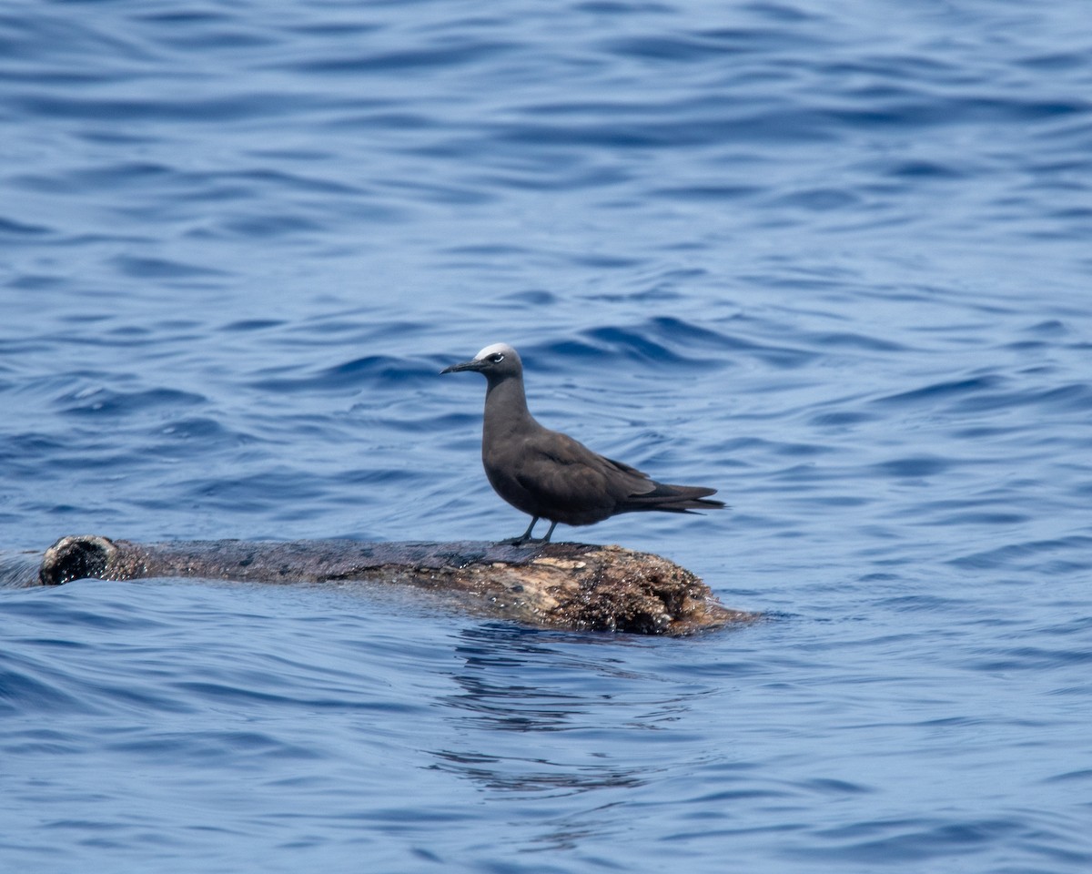 Brown Noddy - ML624036890