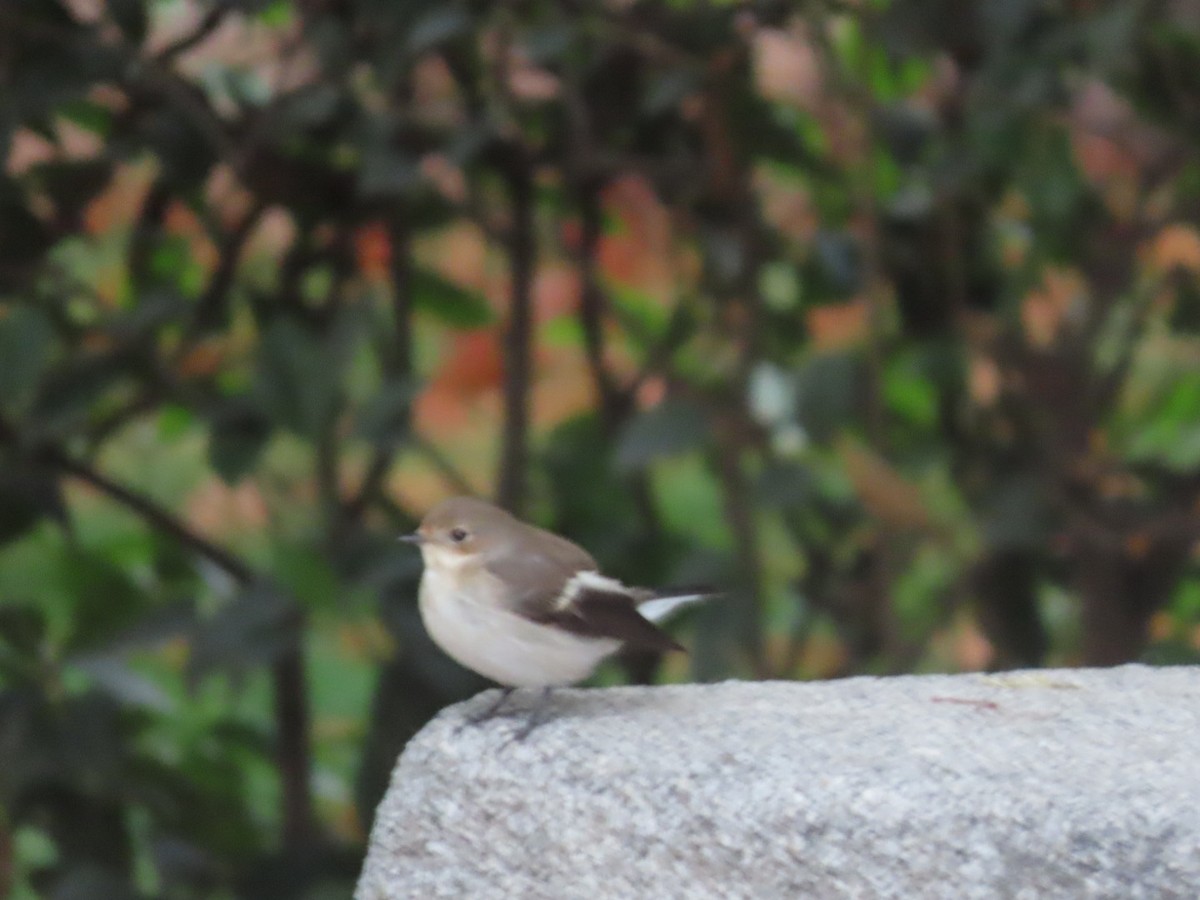 European Pied Flycatcher - ML624036902