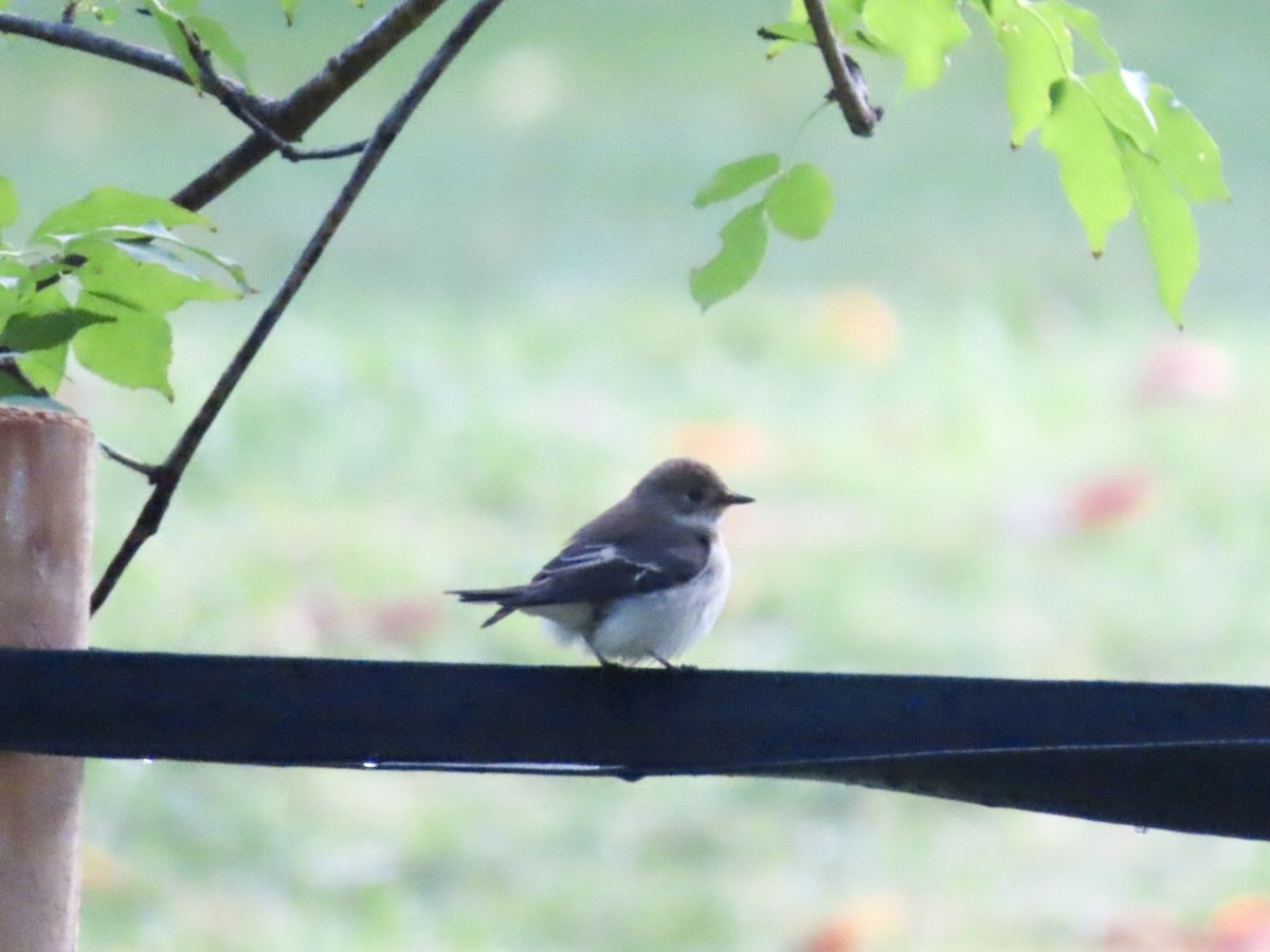 European Pied Flycatcher - Mauro Zanoletti