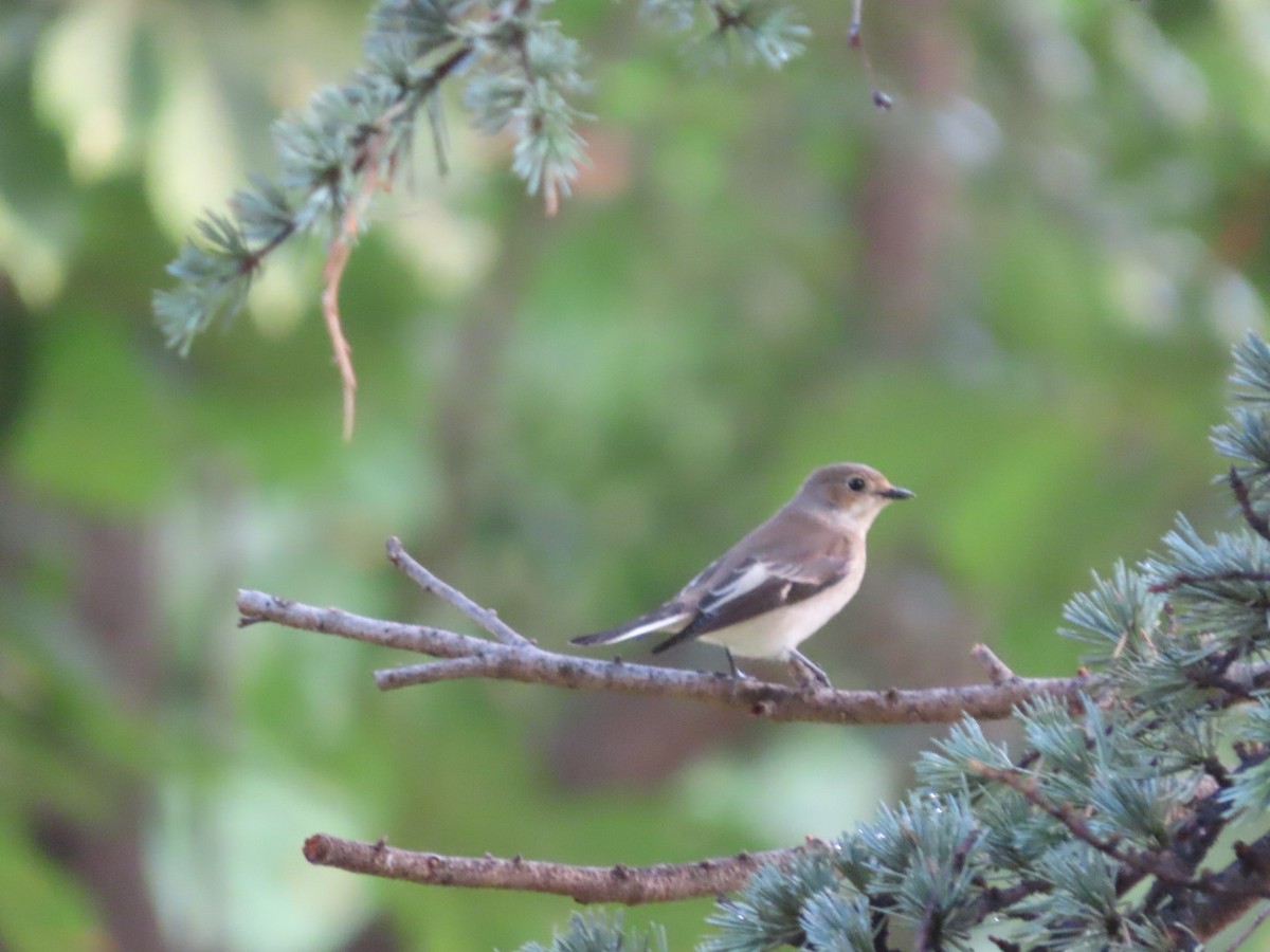 European Pied Flycatcher - ML624036905