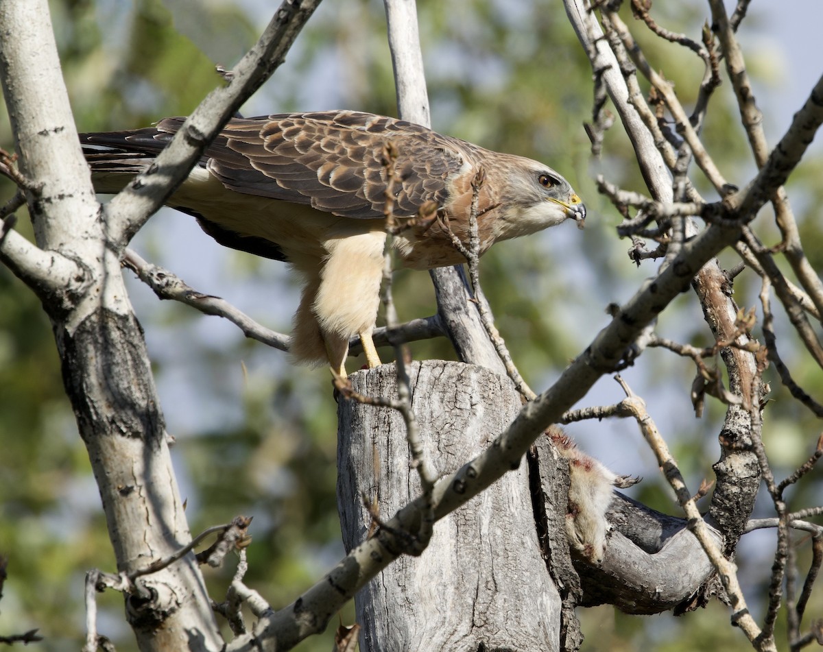 Swainson's Hawk - ML624036923