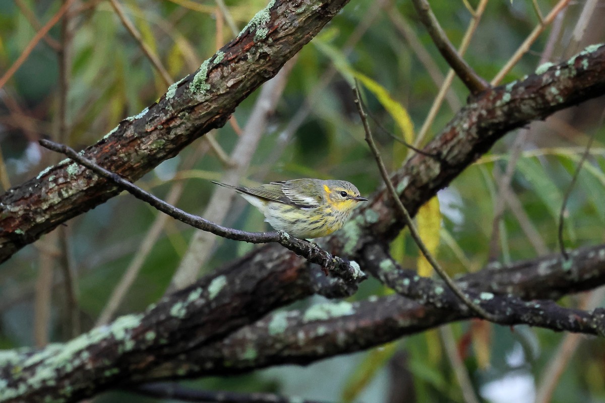 Cape May Warbler - ML624036952