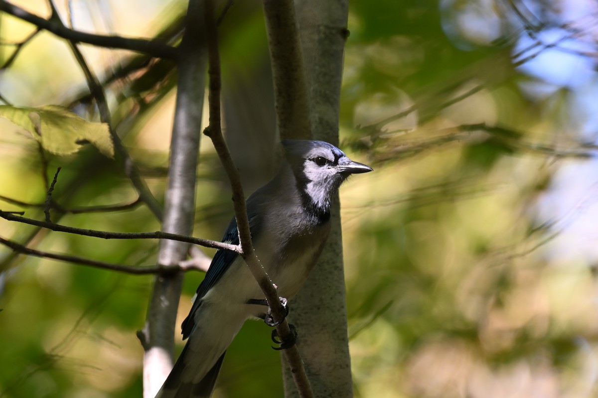 Blue Jay - ML624036965