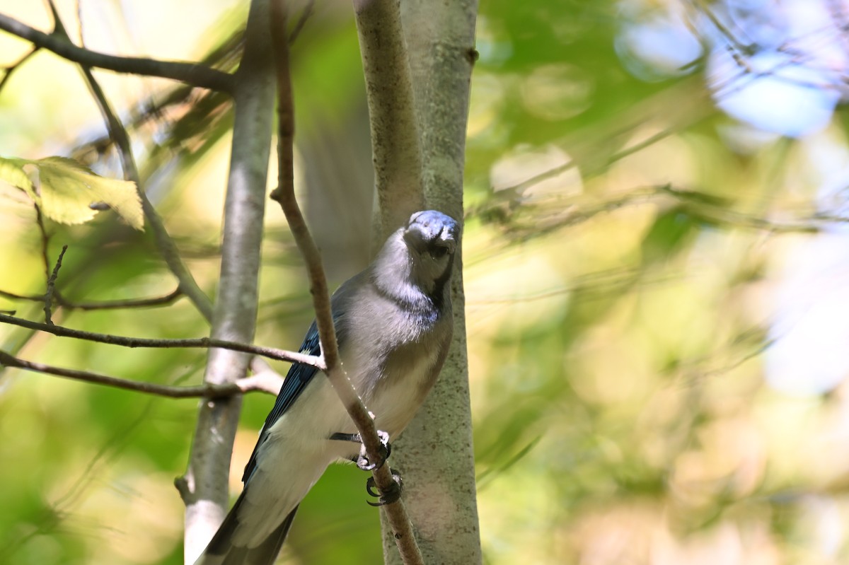 Blue Jay - ML624036968