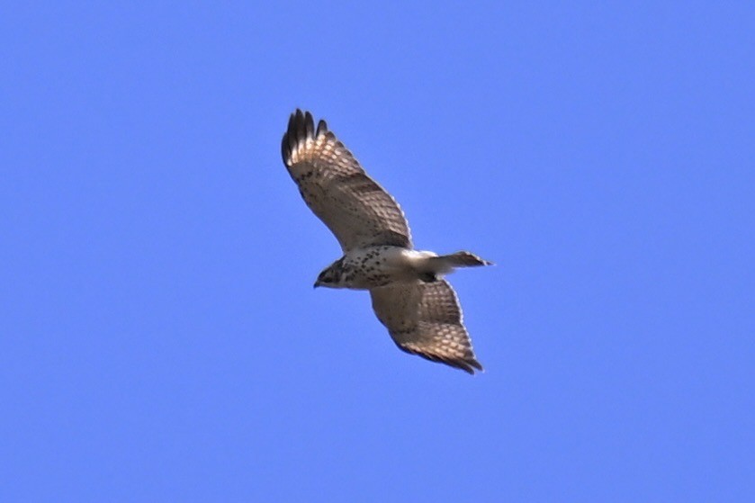 Broad-winged Hawk - ML624036994