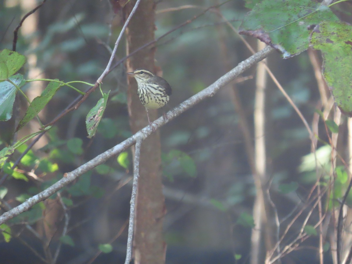 Northern Waterthrush - ML624036998