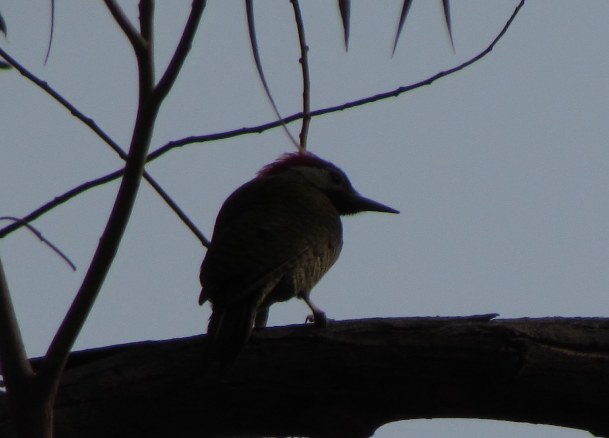 Black-necked Woodpecker - ML624037005