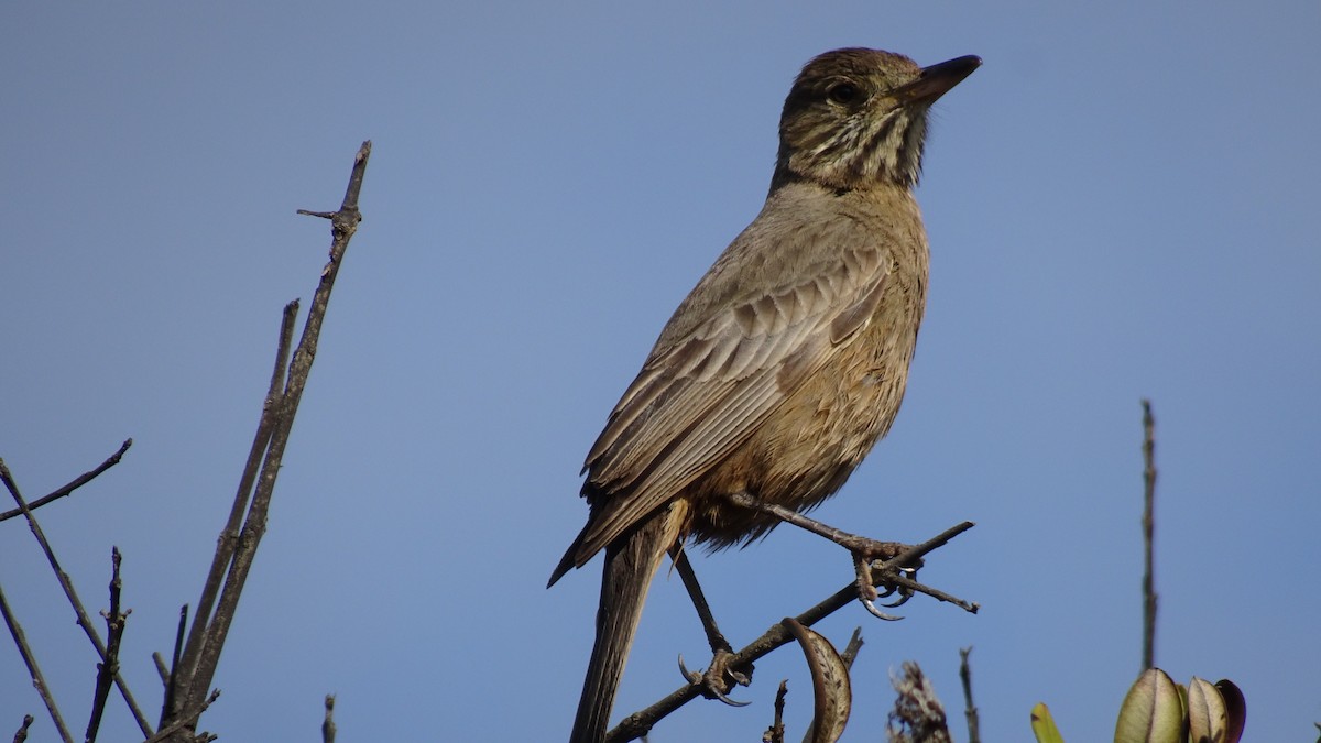 Great Shrike-Tyrant - ML624037020