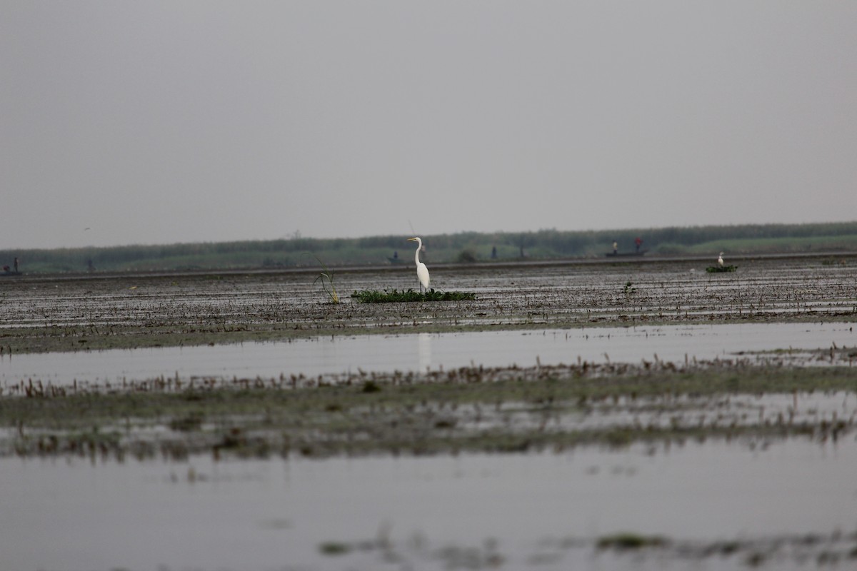 Yellow-billed Egret - ML624037025