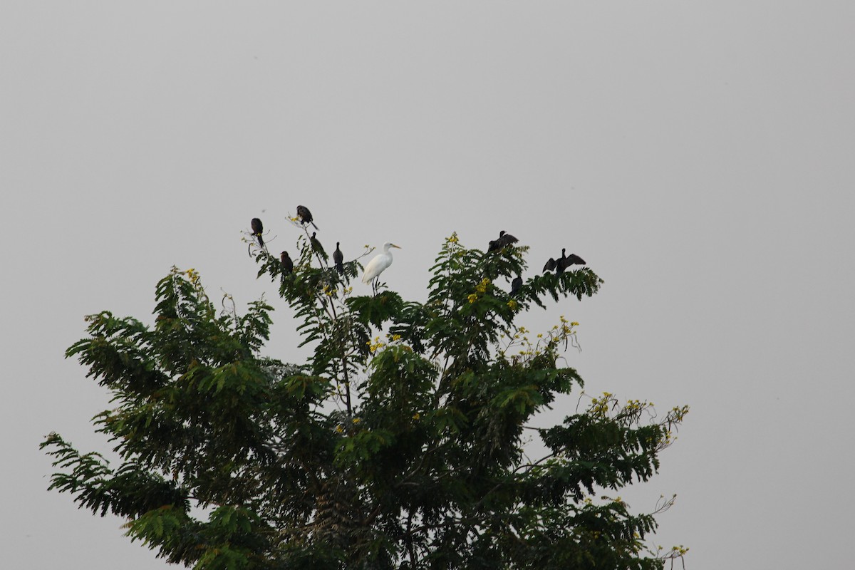 Yellow-billed Egret - ML624037027