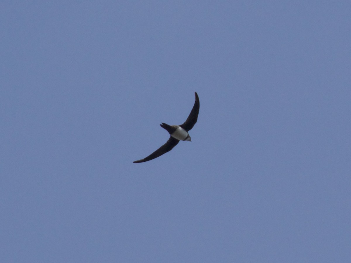 Alpine Swift - ML624037031