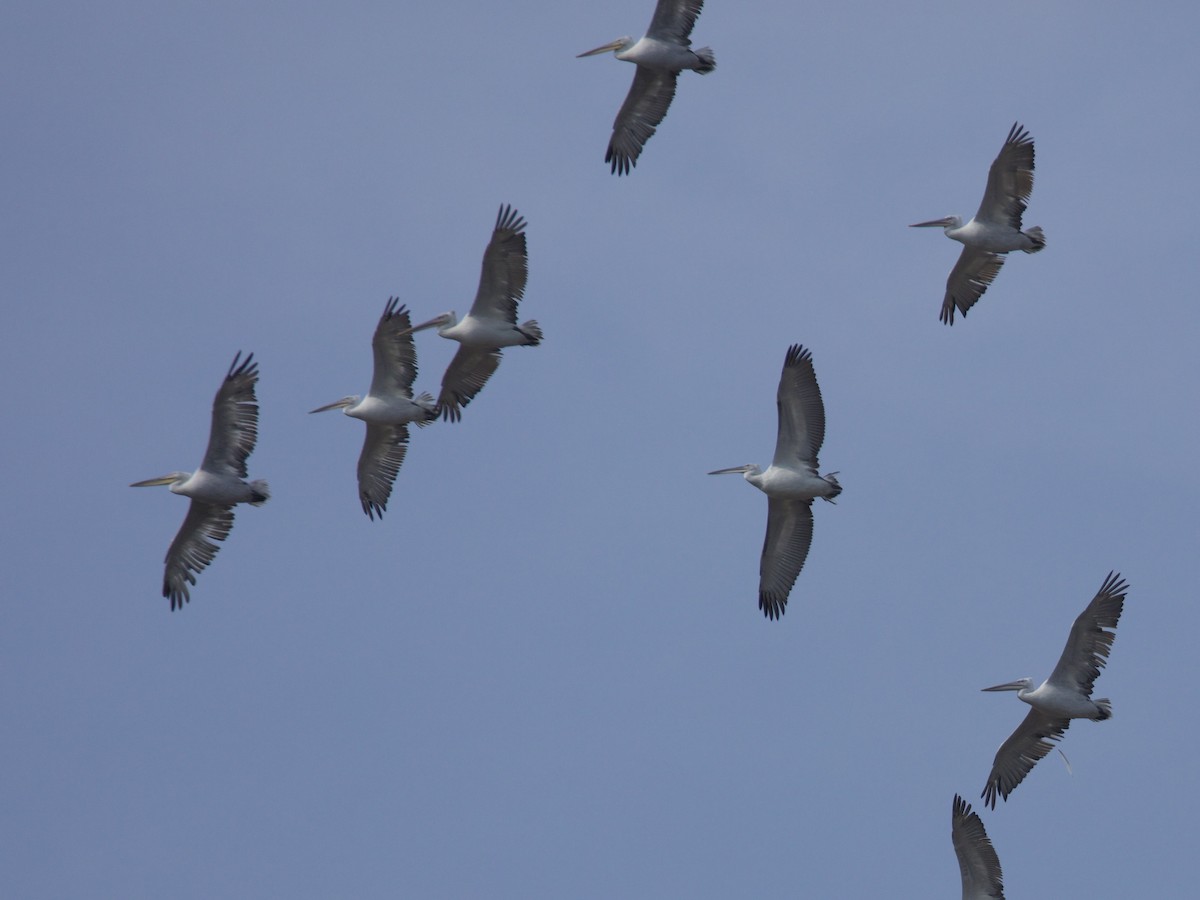 Dalmatian Pelican - ML624037042