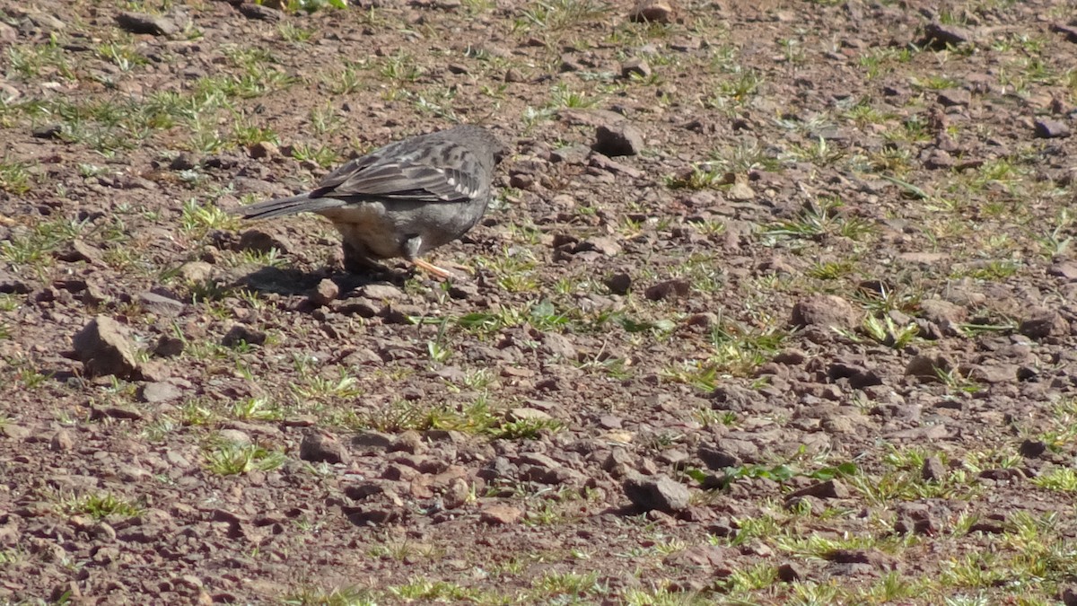 Mourning Sierra Finch - ML624037072