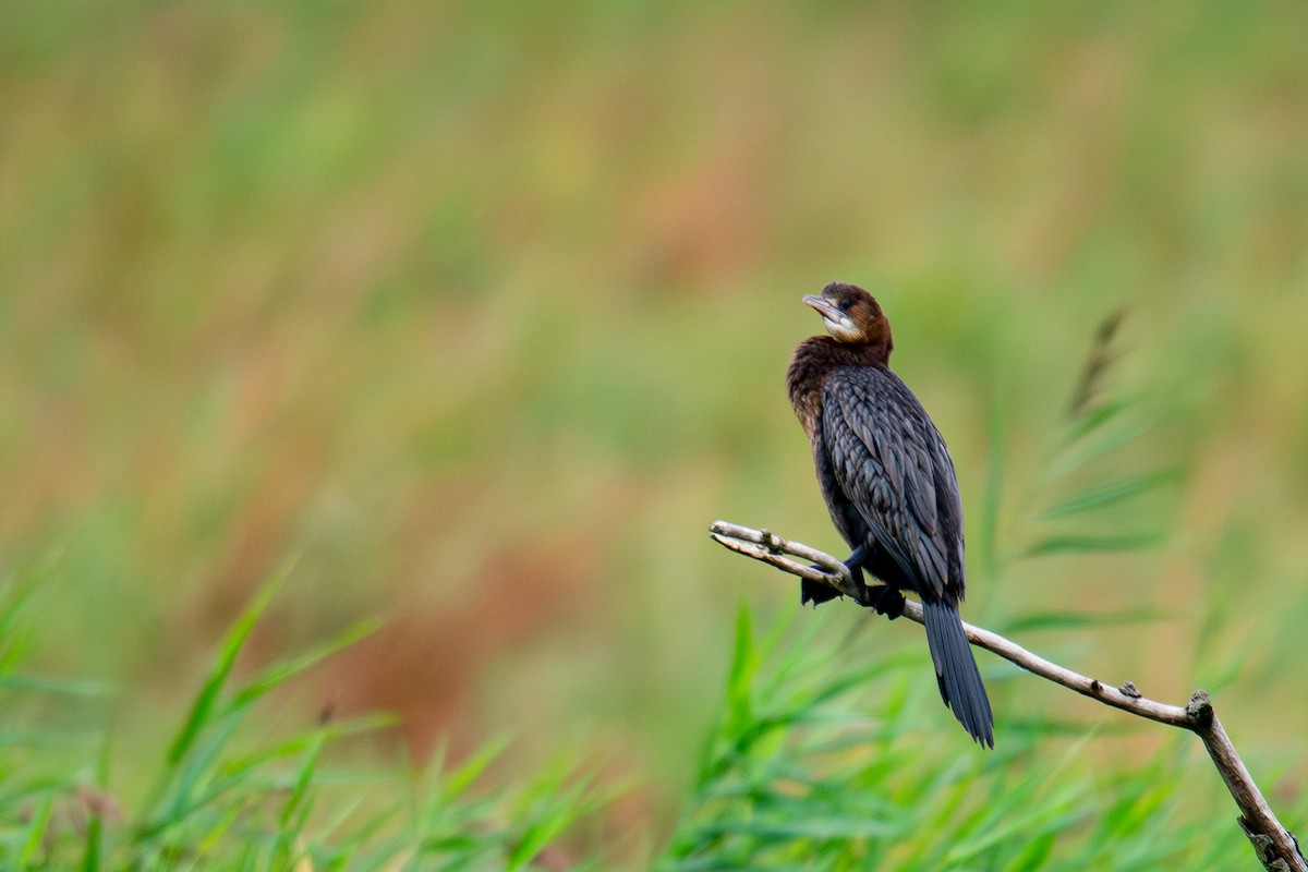 Pygmy Cormorant - ML624037112