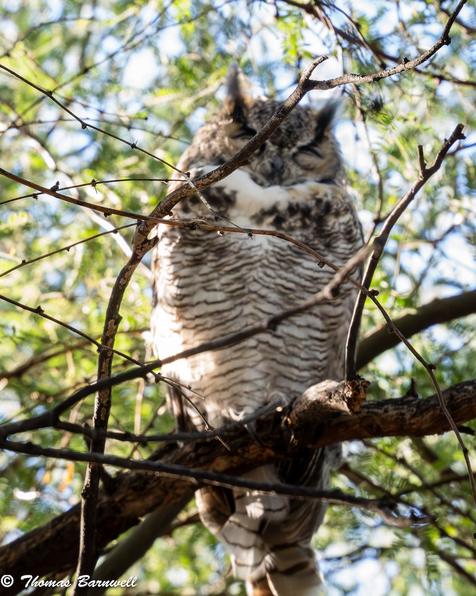 Great Horned Owl - Thomas Barnwell