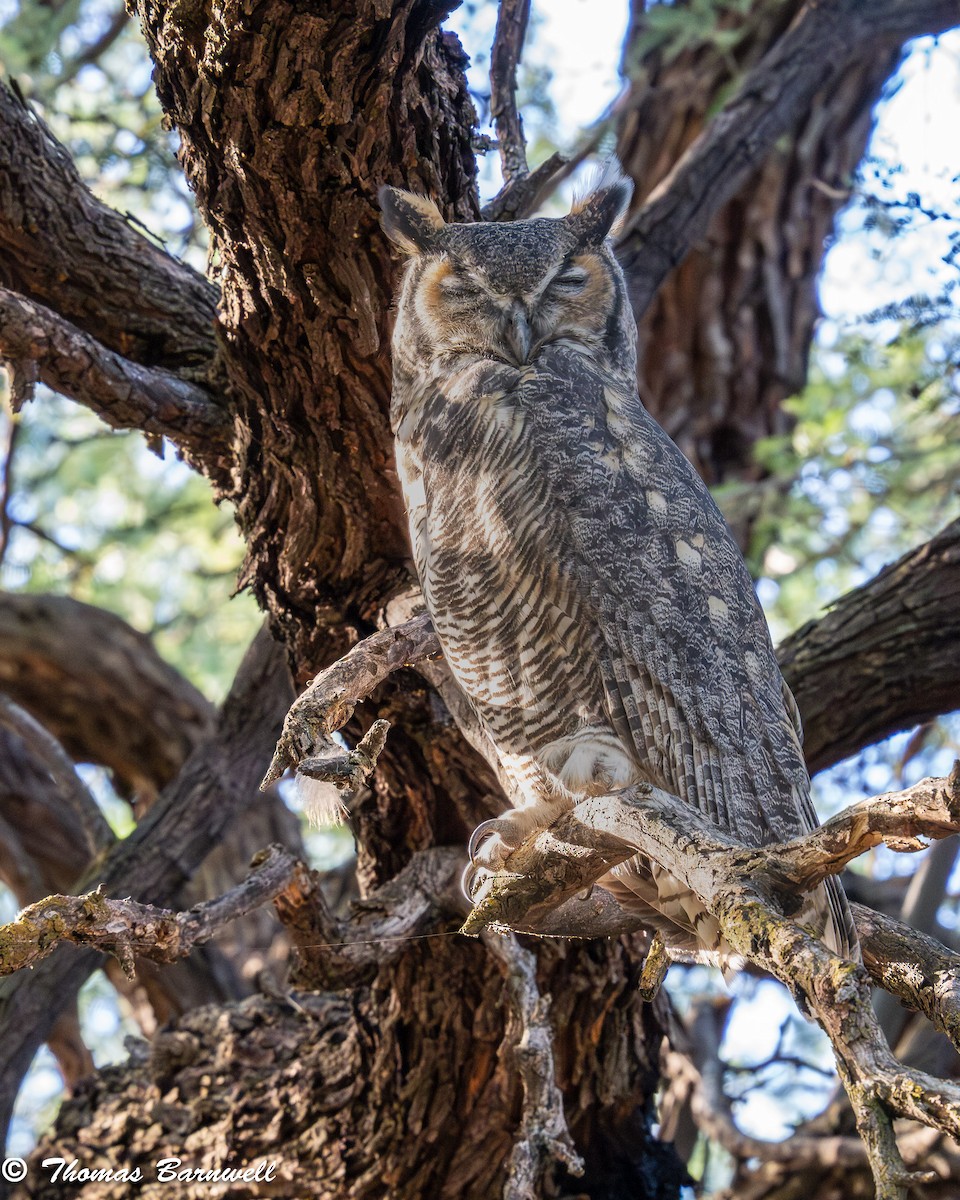 Great Horned Owl - ML624037121